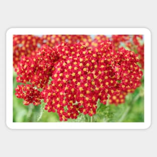 Achillea &#39;Fanal&#39; Yarrow Syn. Achillea &#39;The Beacon&#39; Sticker